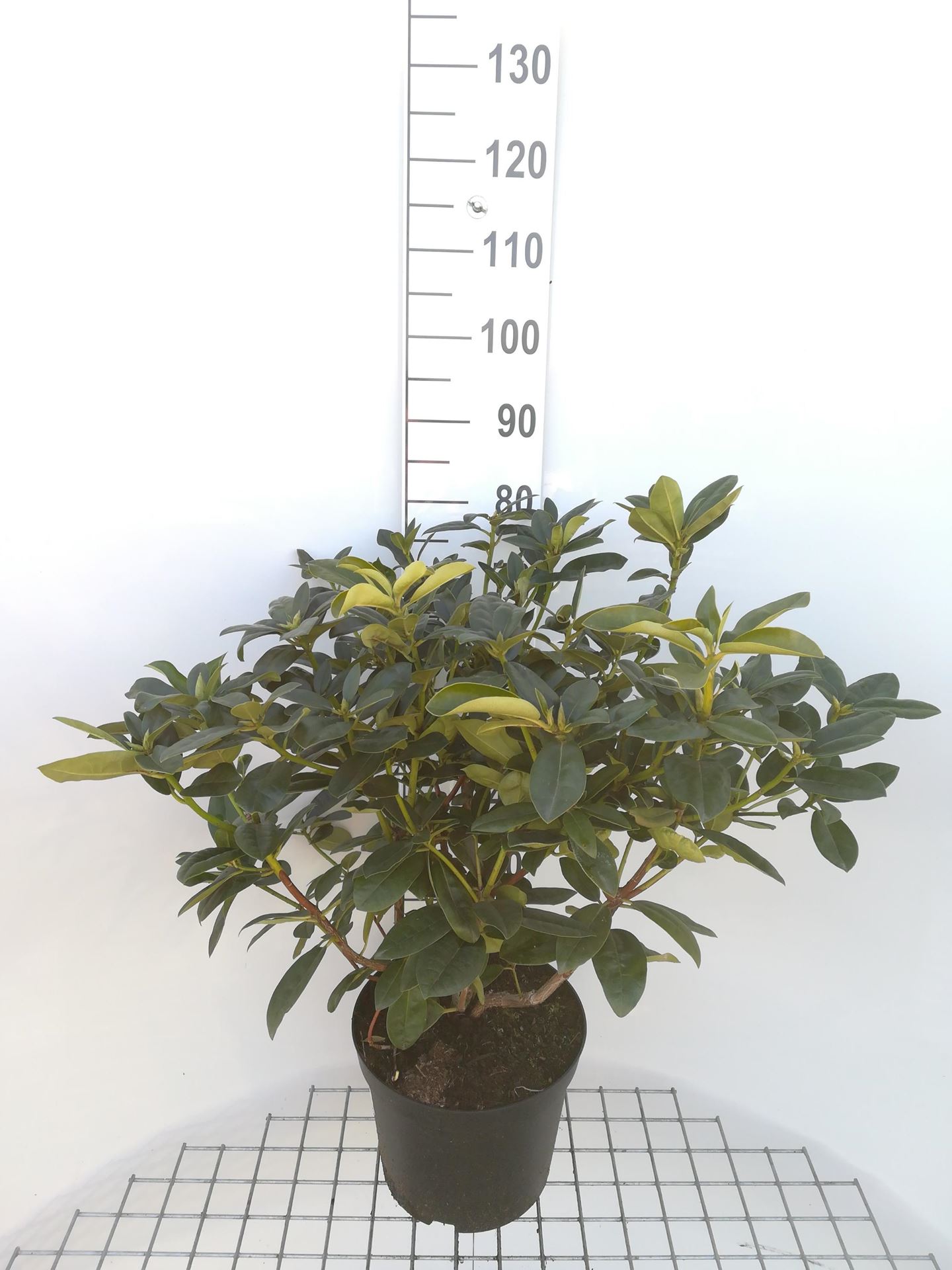 Rhododendron'Mrs T.H. Lowinsky'- pot 10L - 60-80 cm afbeelding