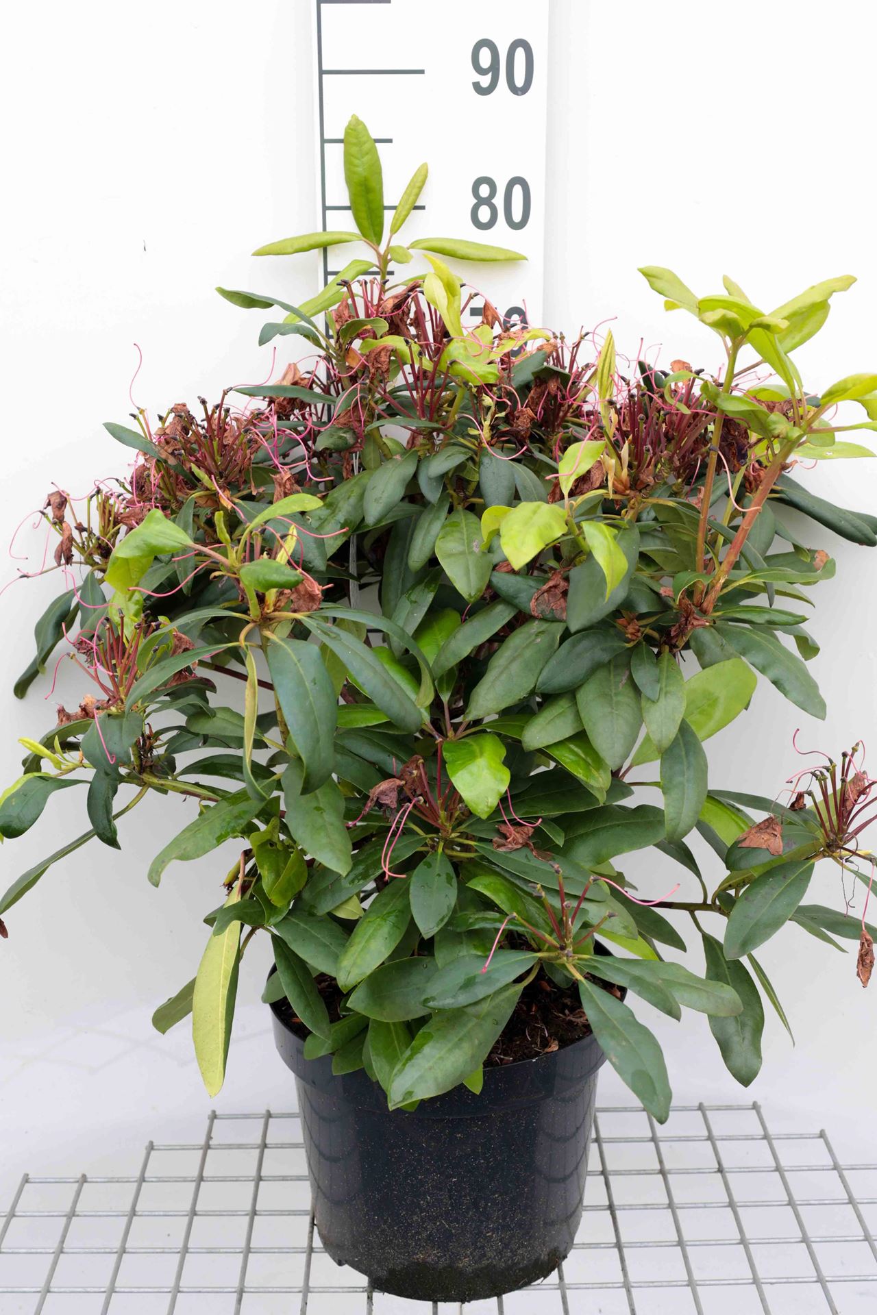 Rhododendron'Marcel Menard'- pot 10L - 60-80 cm afbeelding