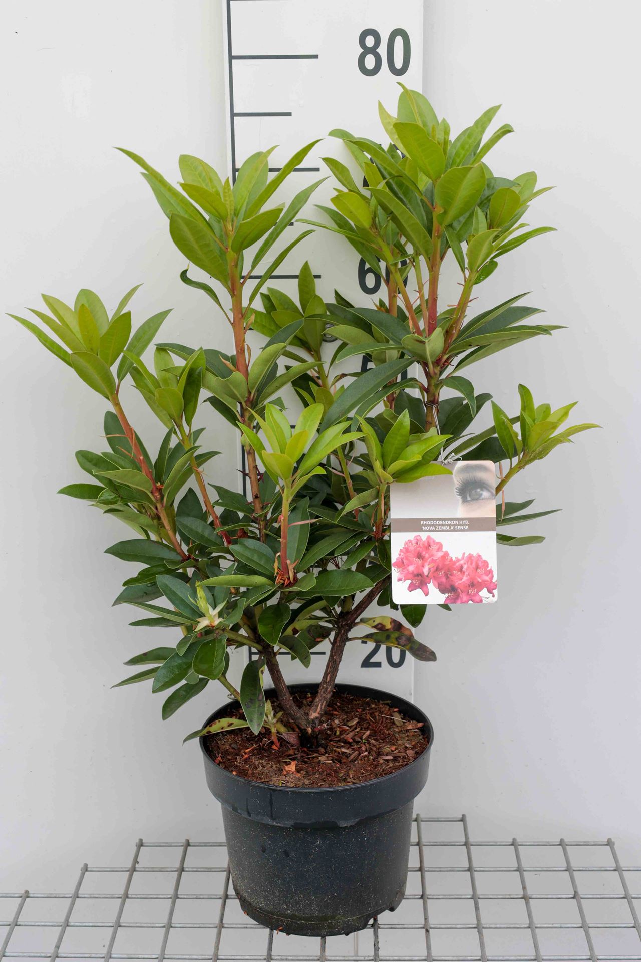 Rhododendron 'Nova Zembla' - pot - 40-50 cm