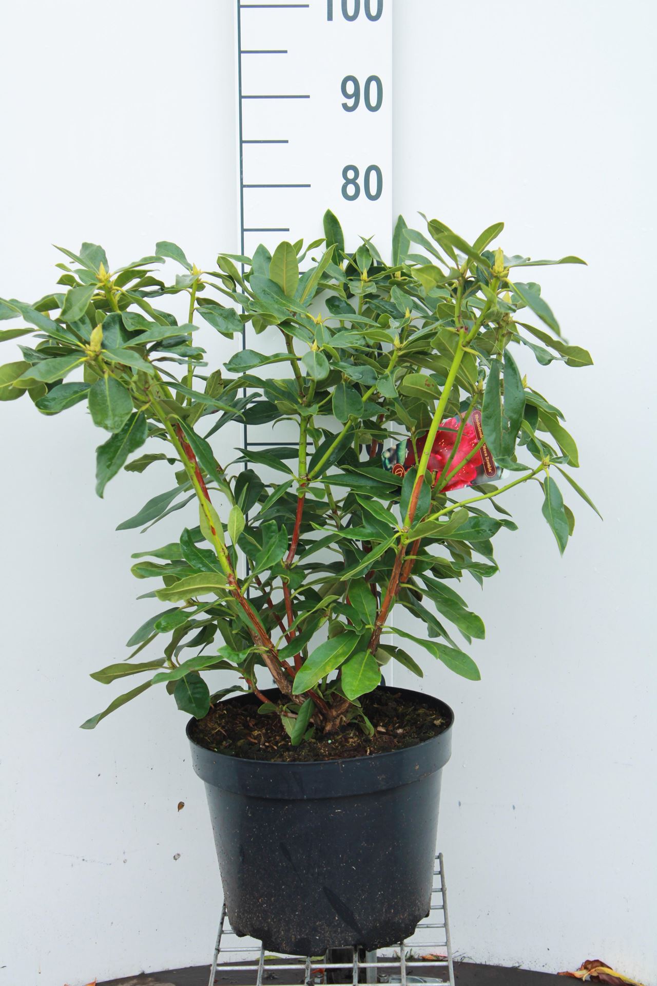 Rhododendron'Nova Zembla'- pot 10L - 60-80 cm afbeelding