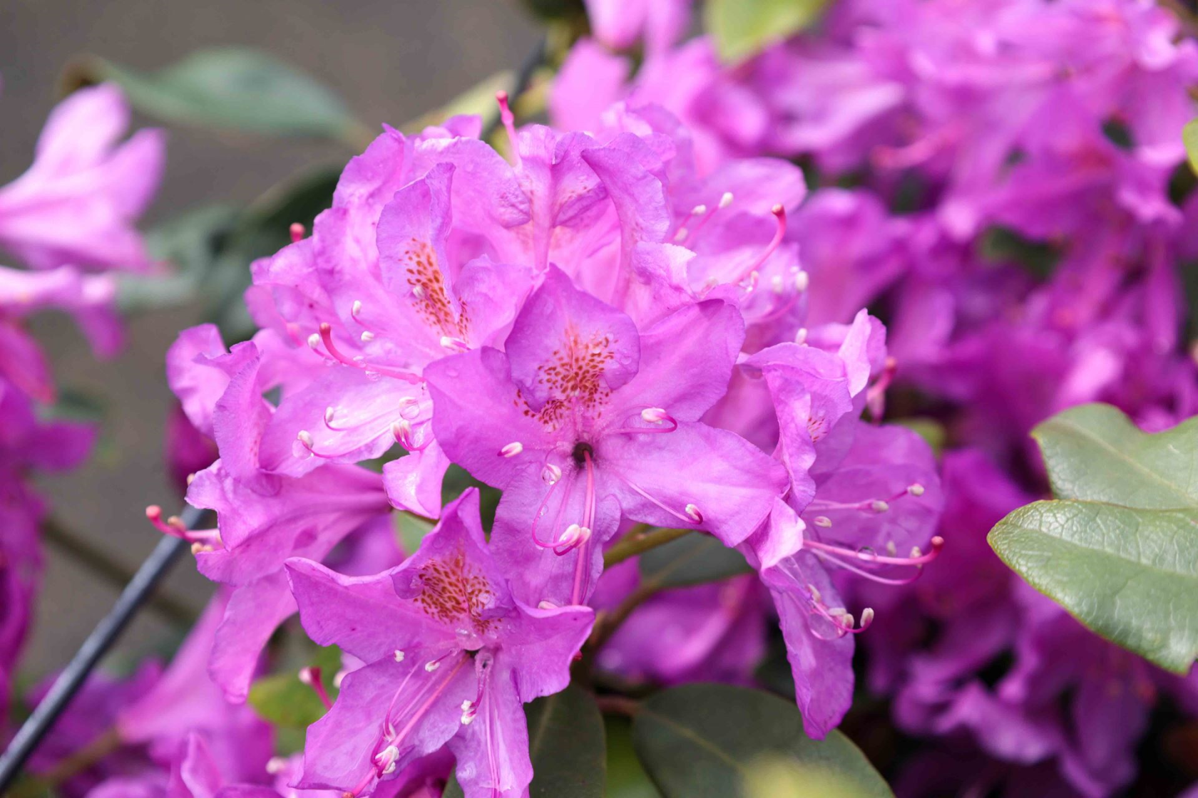 Rhododendron ponticum - pot - 30-40 cm -