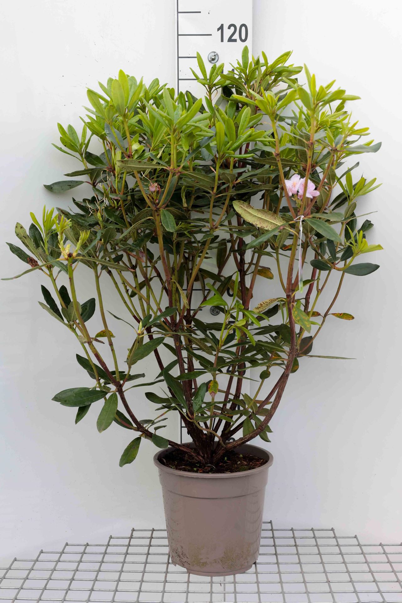 Rhododendron ponticum - pot 15L - 80+ cm - Pontische rhododendron / Pontische rododendron afbeelding