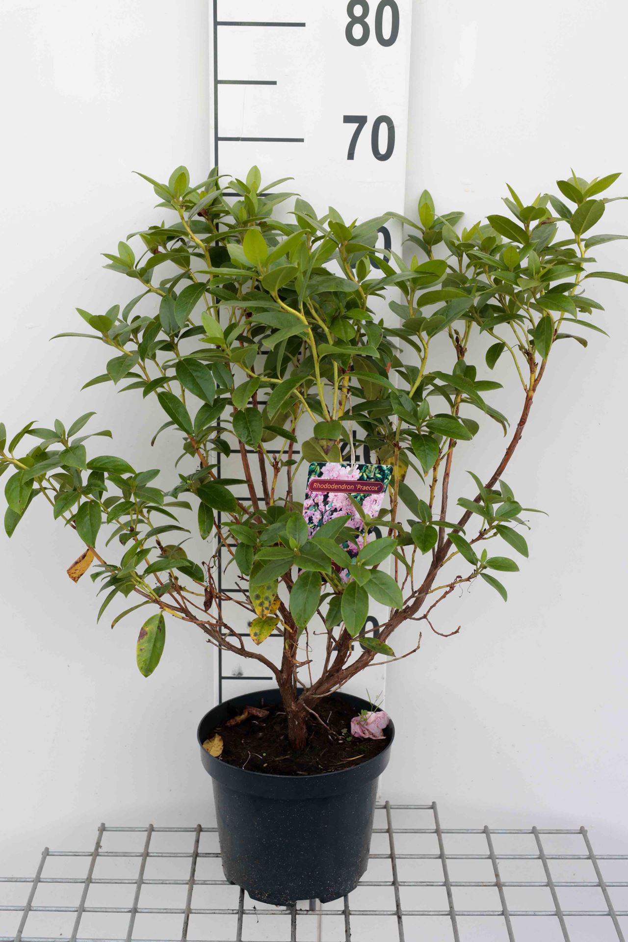 Rhododendron 'Praecox' - pot - 30-40 cm