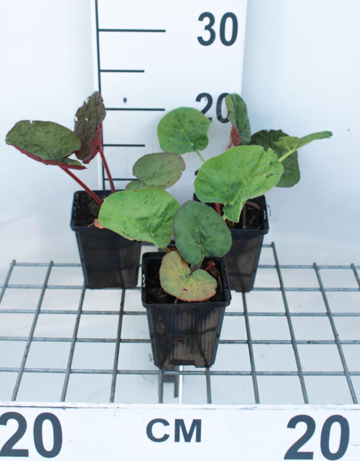 Rheum palmatum var. tanguticum - pot 9x9 cm afbeelding