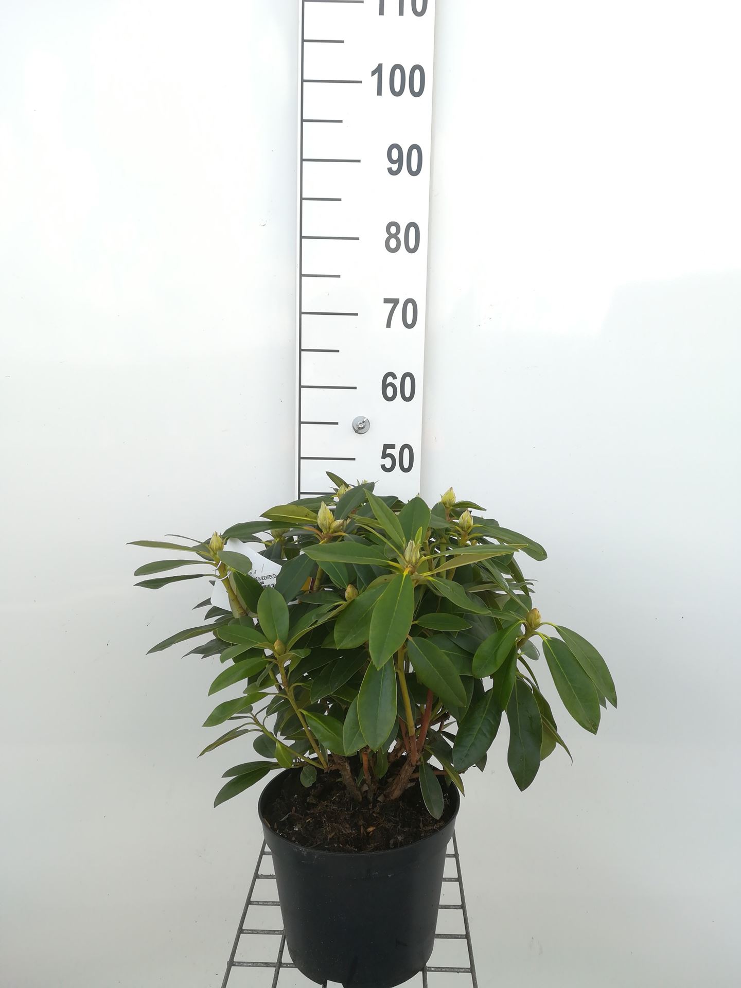 Rhododendron 'Percy Wiseman' - pot - 40-50 cm