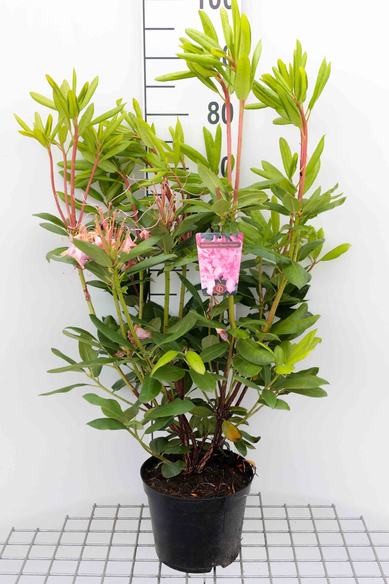 Rhododendron 'Roseum Elegans' - pot - 40-50 cm