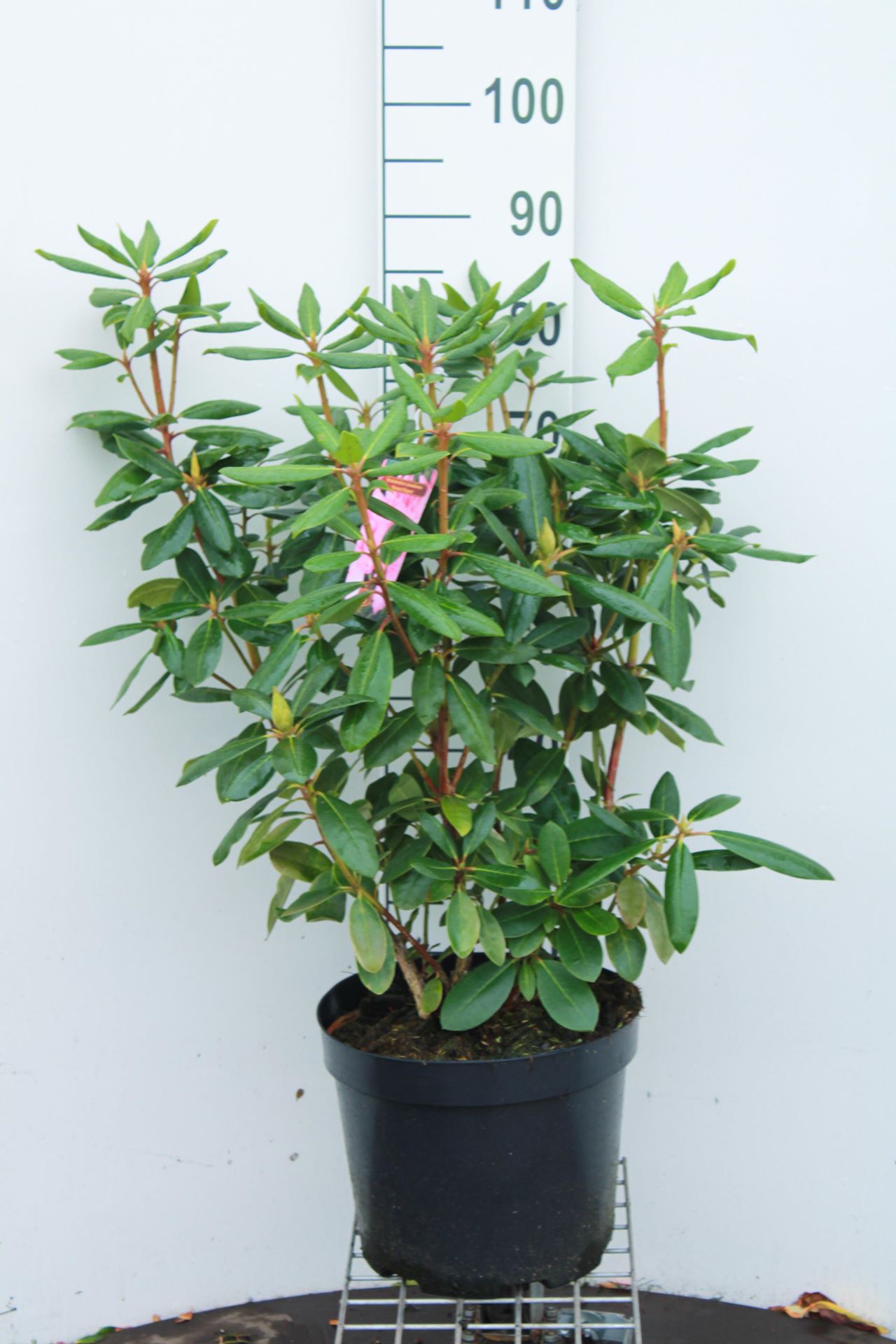 Rhododendron'Roseum Elegans'- pot 10L - 60-80 cm afbeelding