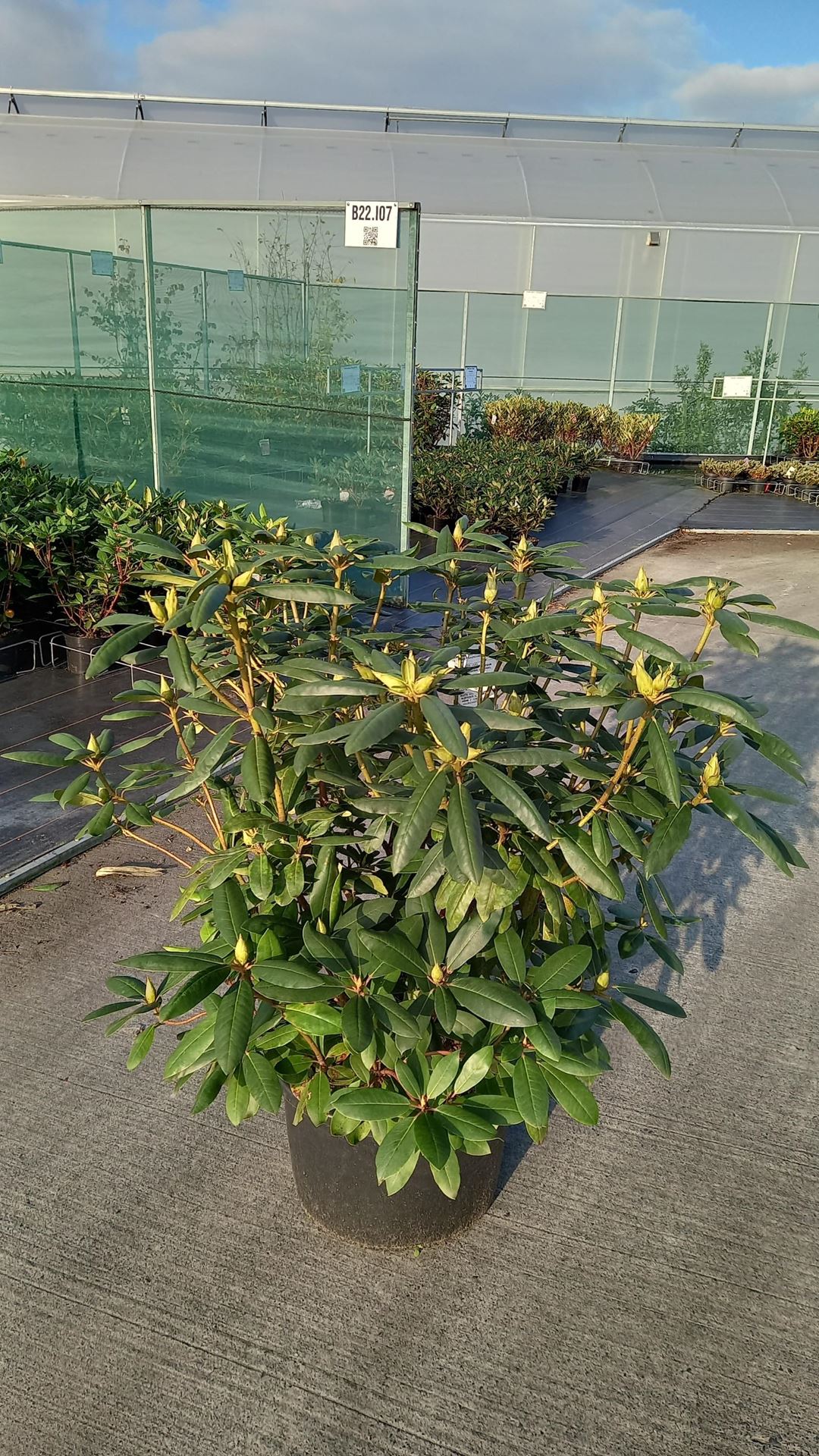 Rhododendron'Roseum Elegans'- pot 30L - 80-100 cm afbeelding