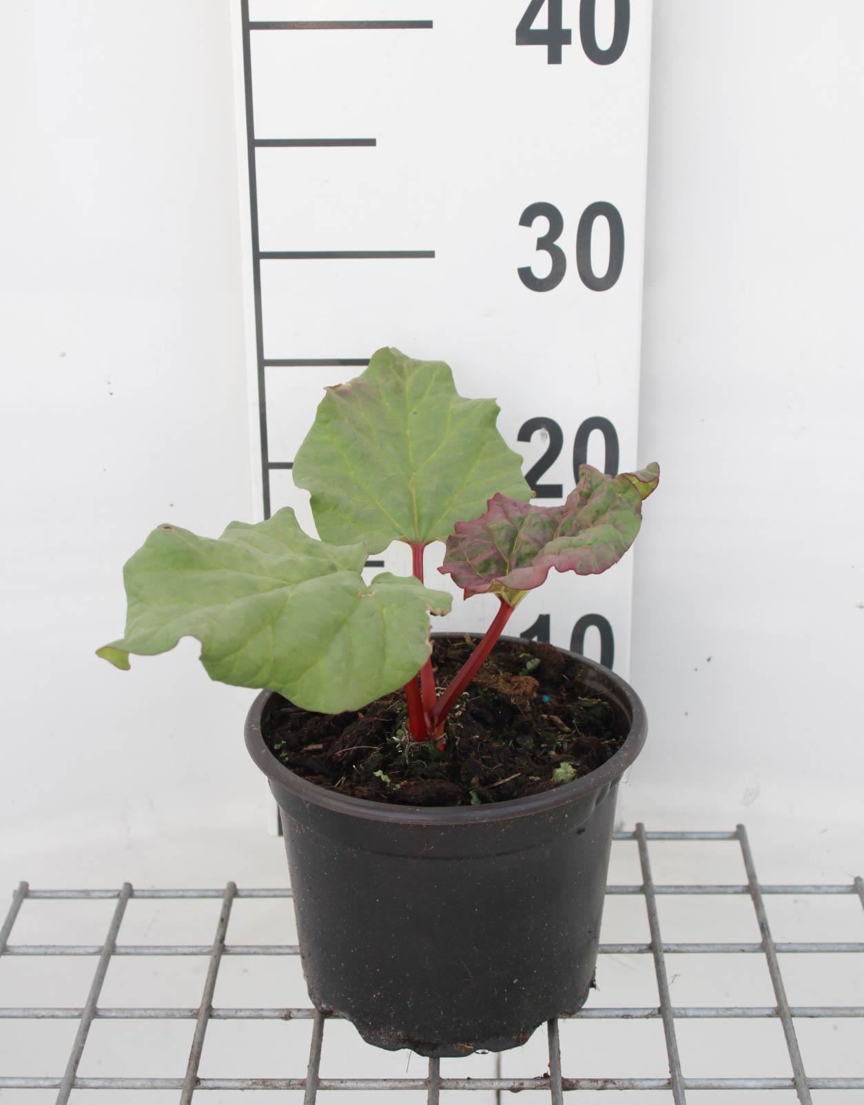 Rheum rhabarbarum - Rabarber - pot 2L (gezaaid) - Tuinrabarber / Rabarber afbeelding