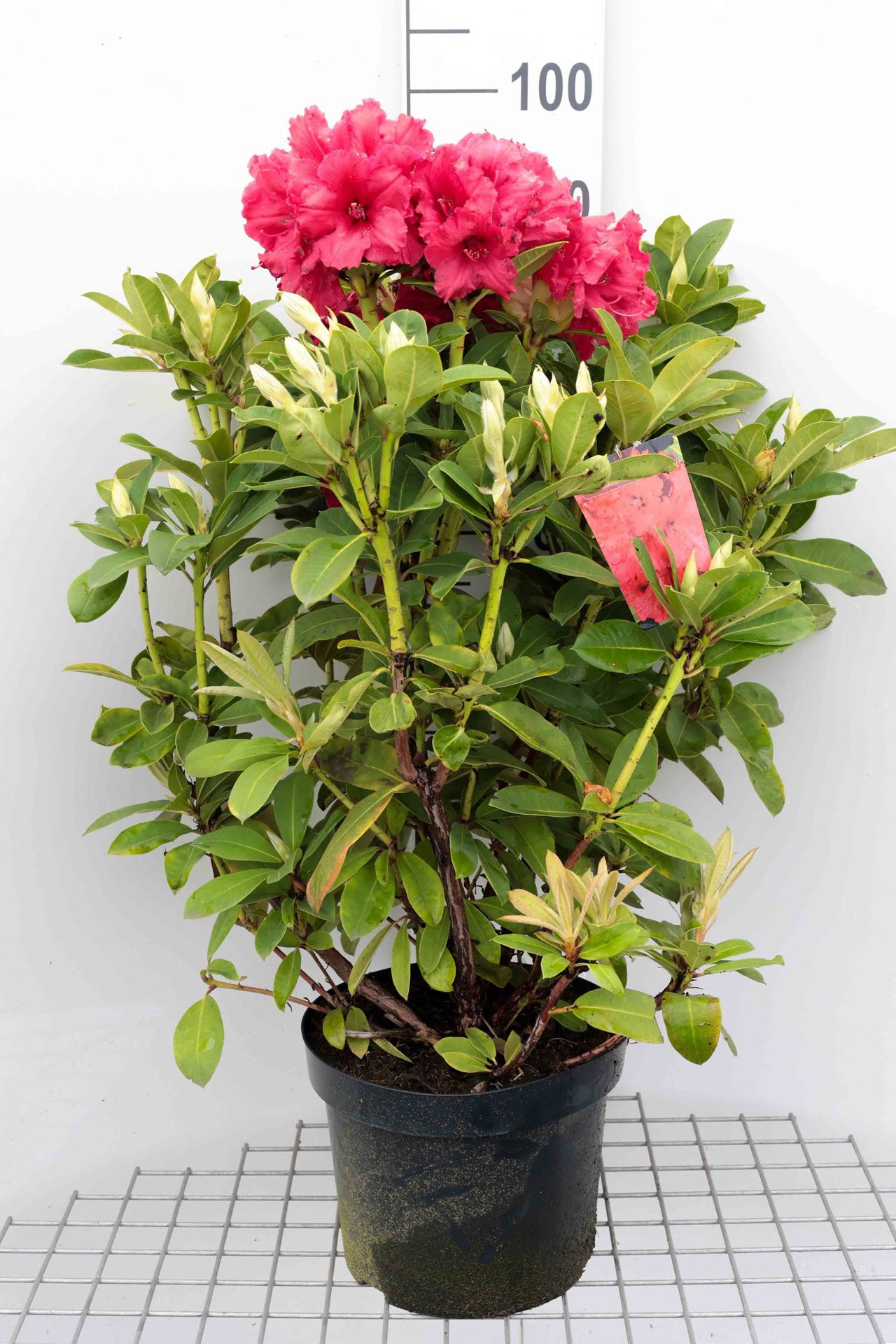 Rhododendron 'Red Jack' - pot - 40-50 cm
