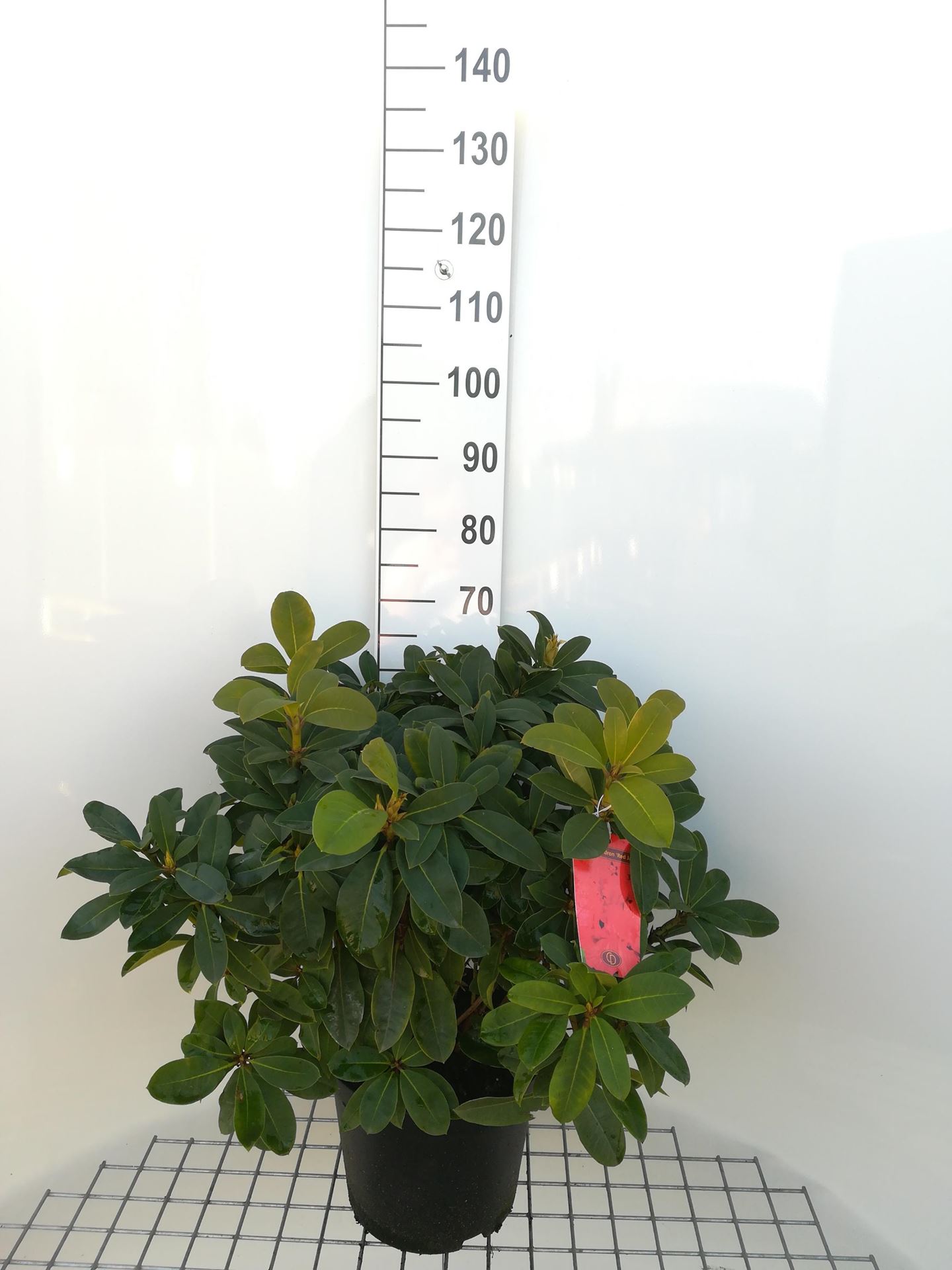 Rhododendron'Red Jack'- pot 10L - 60-80 cm afbeelding