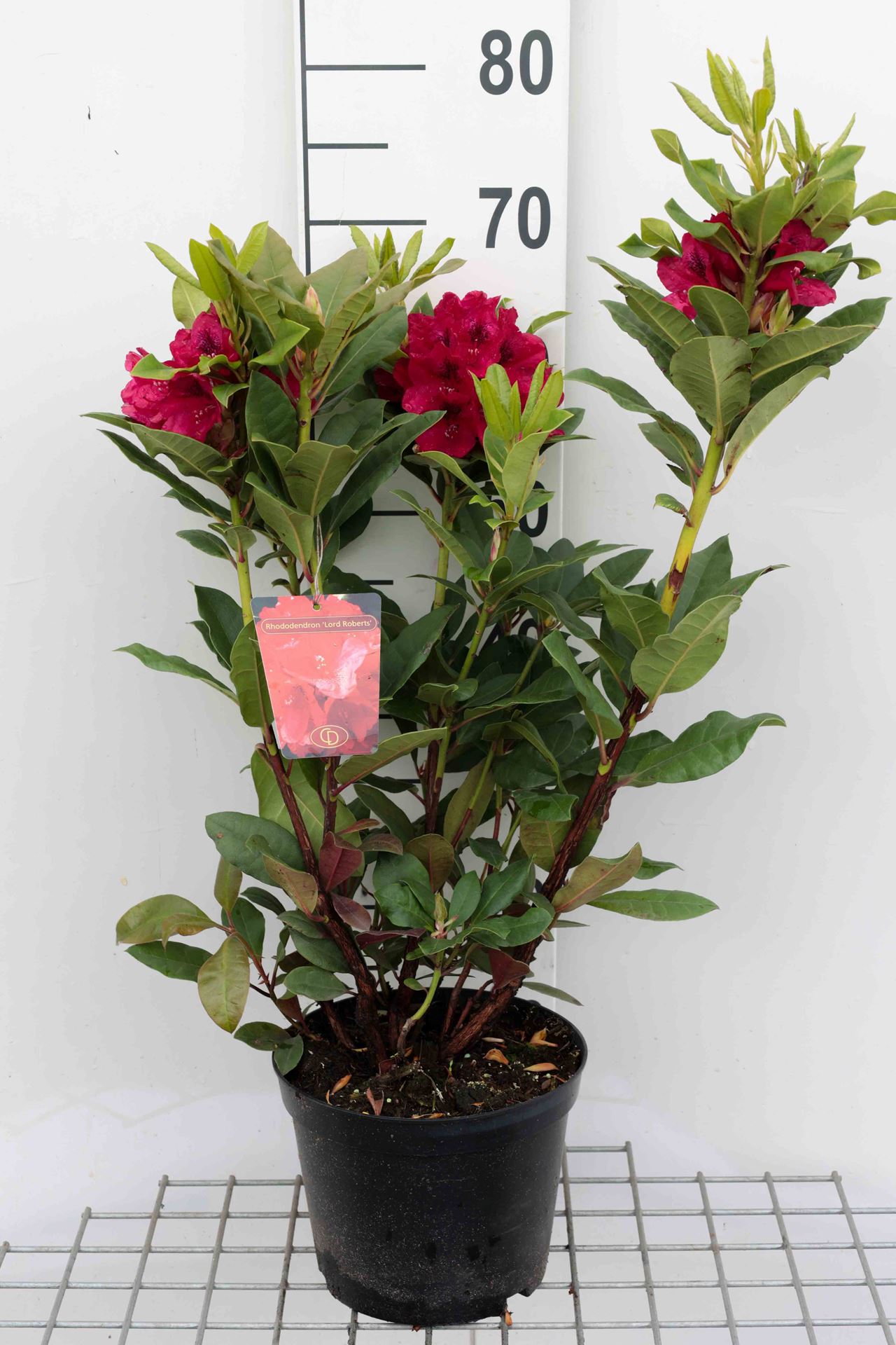 Rhododendron 'Lord Roberts' - pot - 40-50 cm