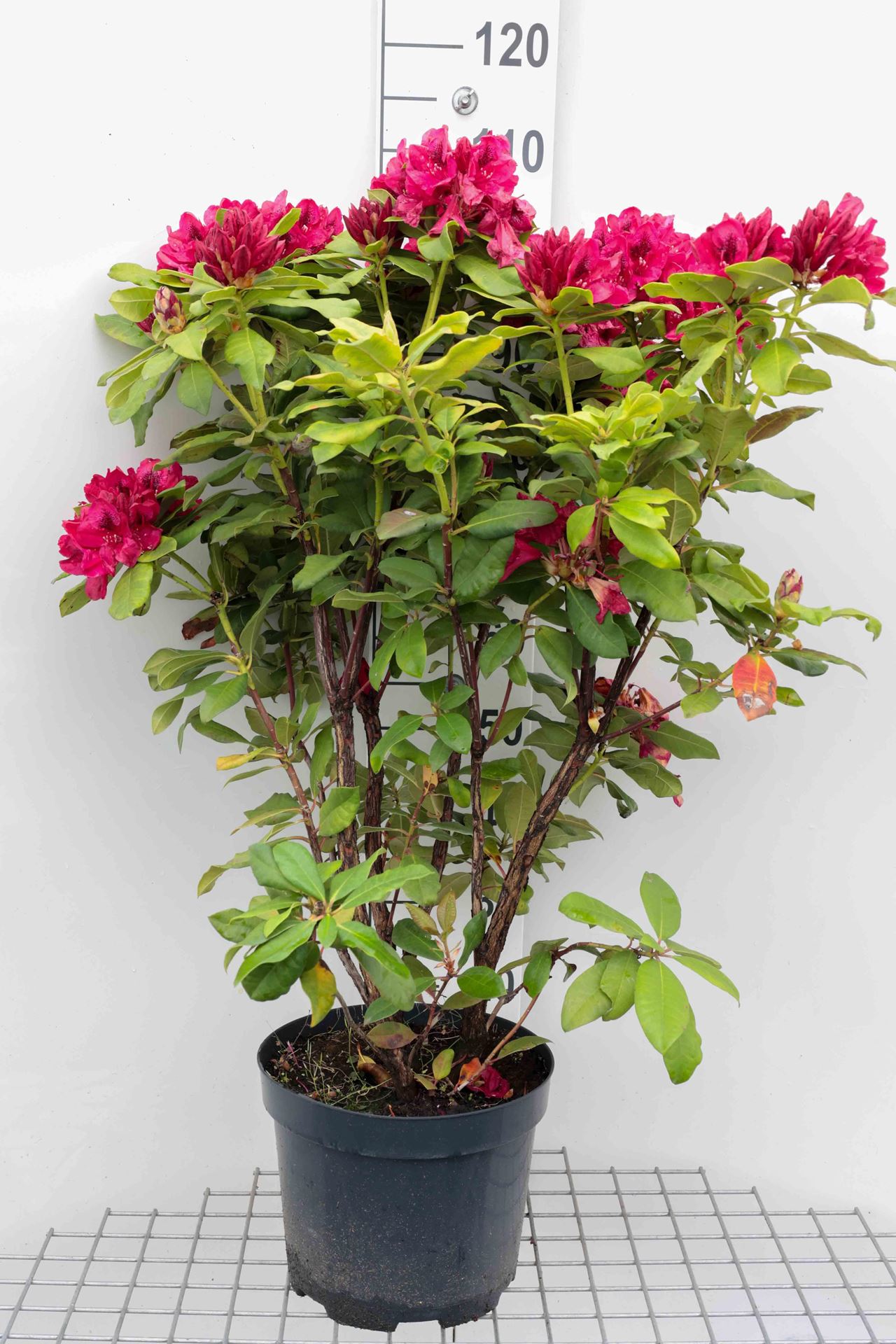 Rhododendron'Lord Roberts'- pot 10L - 60-80 cm afbeelding