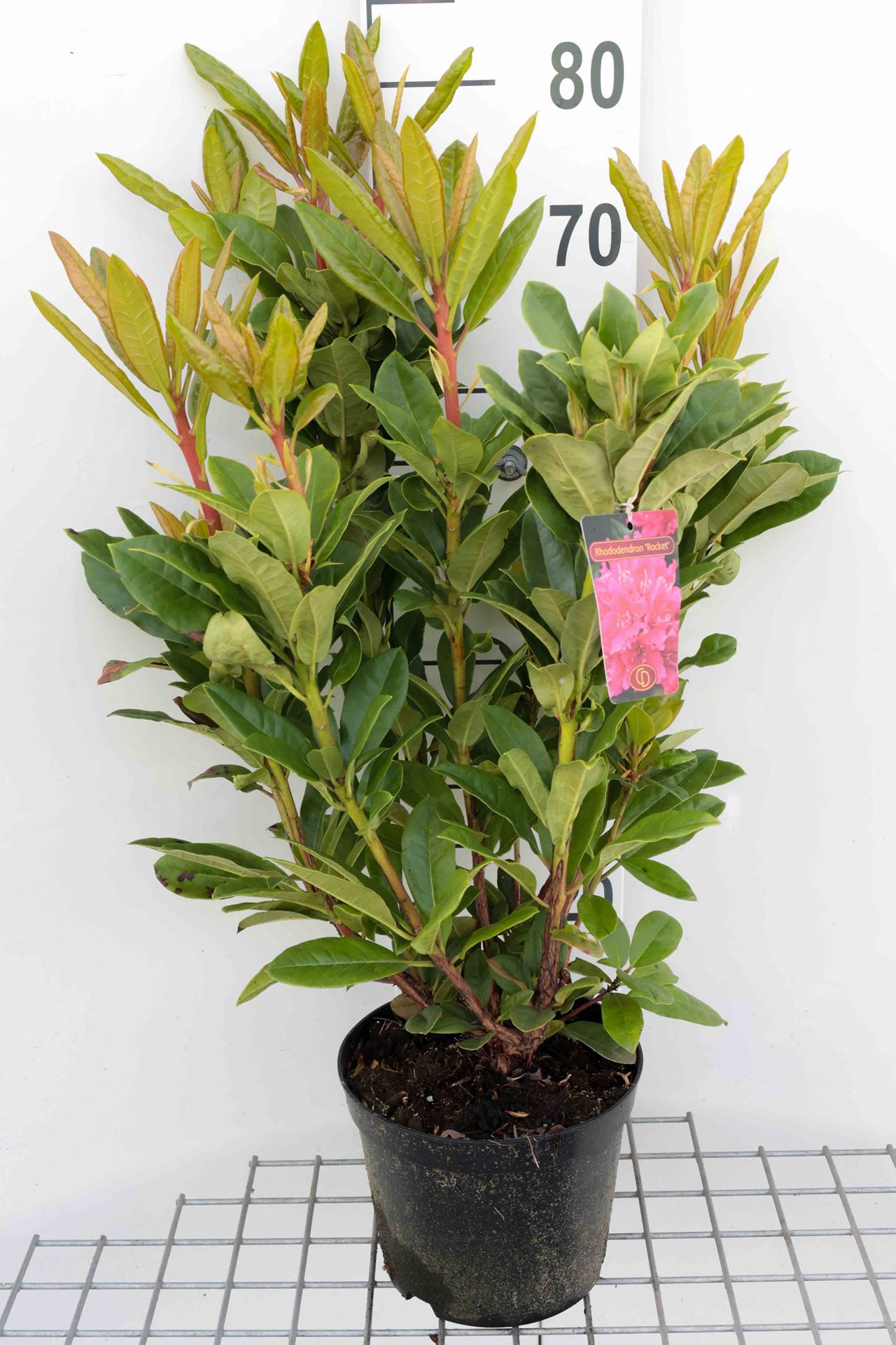 Rhododendron 'Rocket' - pot - 40-50 cm