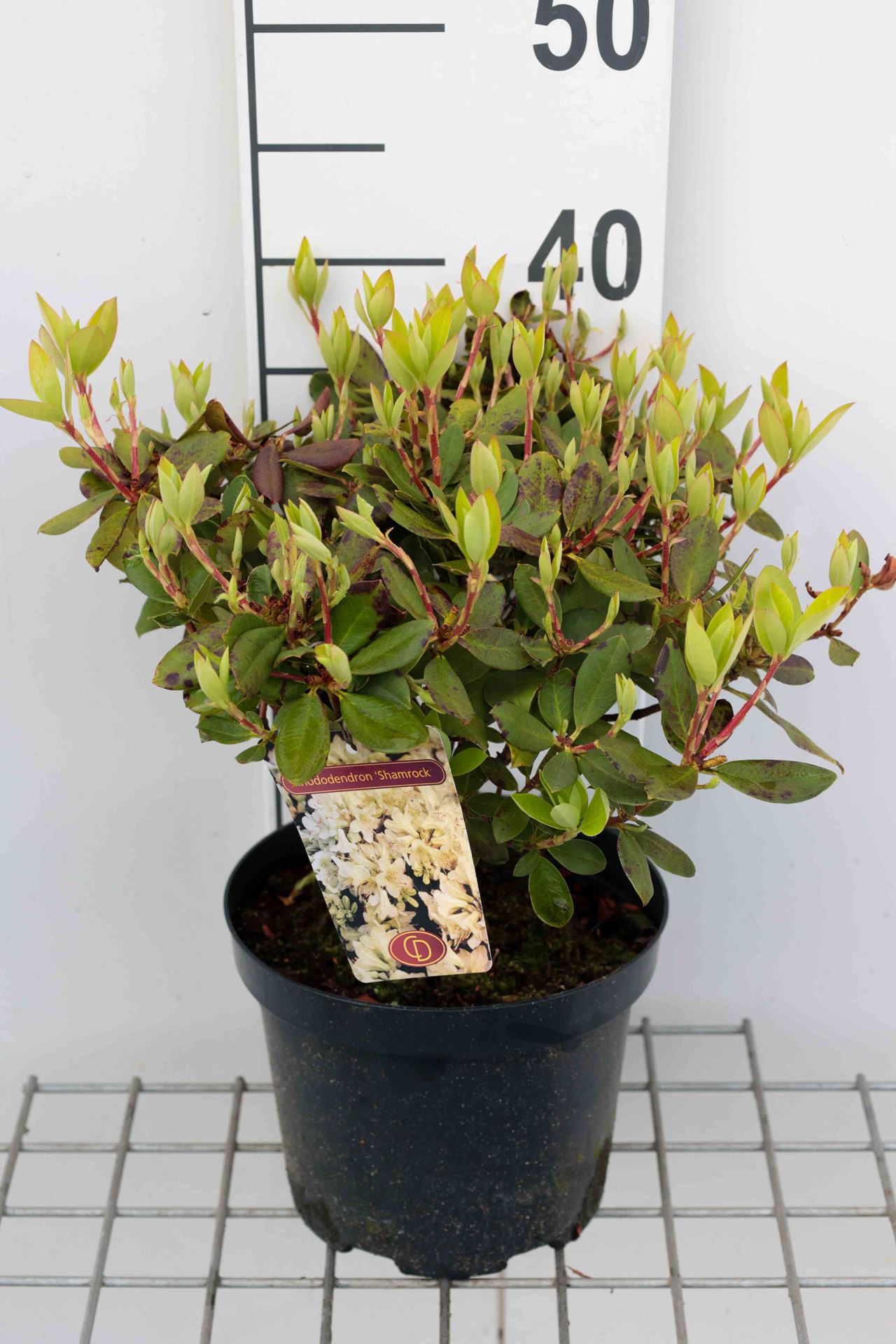 Rhododendron 'Shamrock' - pot - 25-30 cm