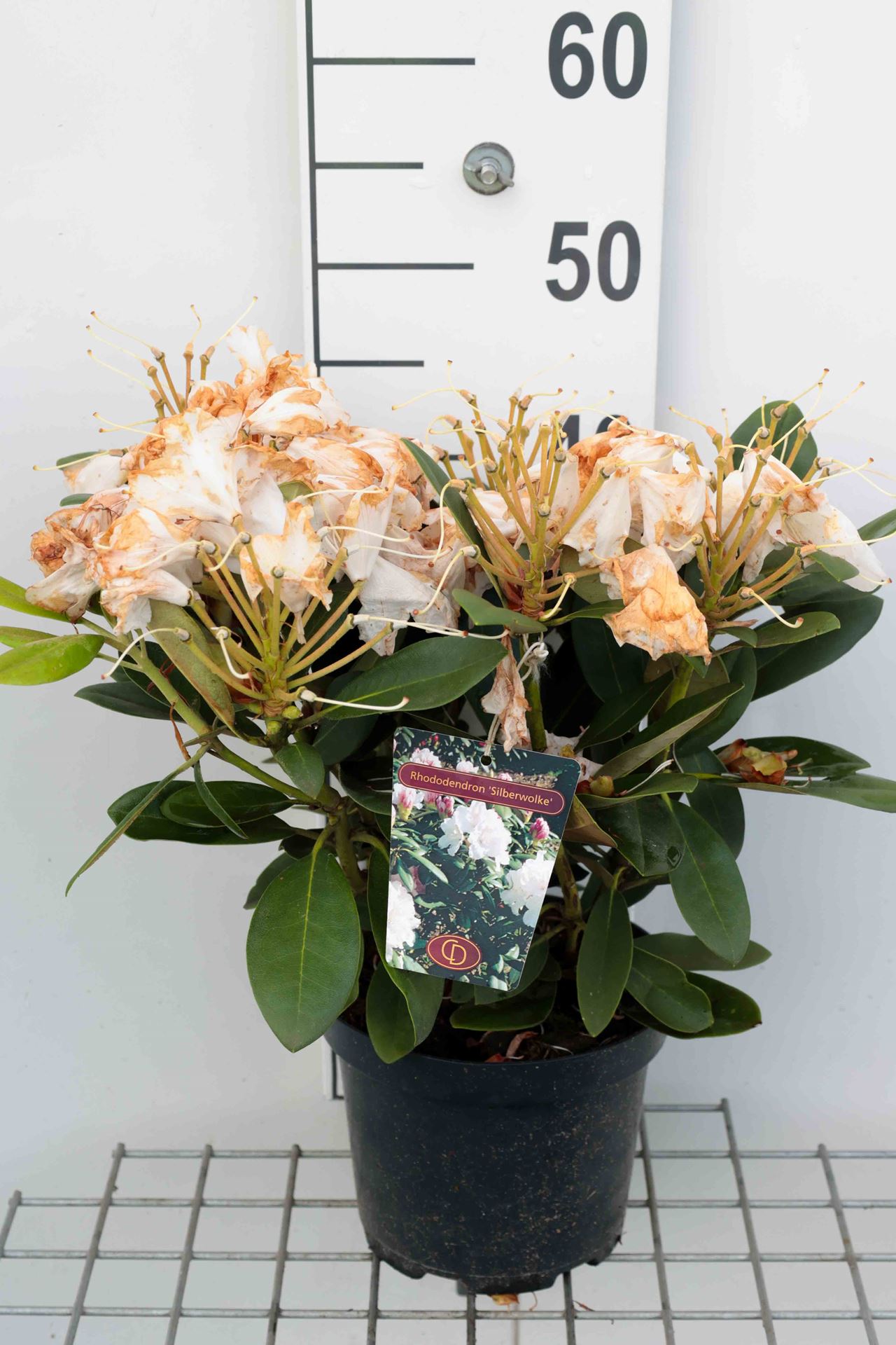Rhododendron 'Silberwolke' - pot - 25-30 cm