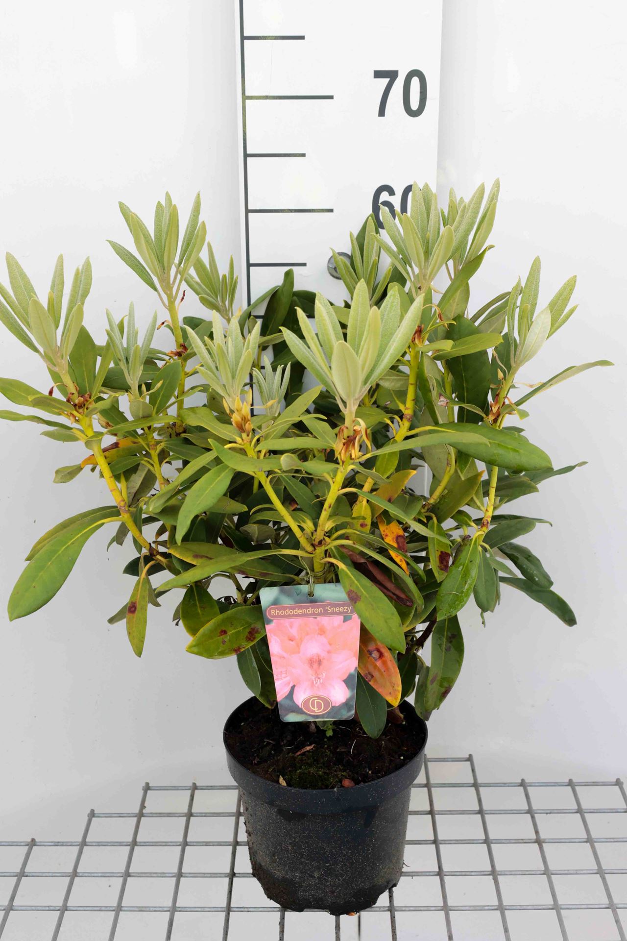 Rhodo (yak.) 'Sneezy' (='atchoum') - pot - 25-30 cm
