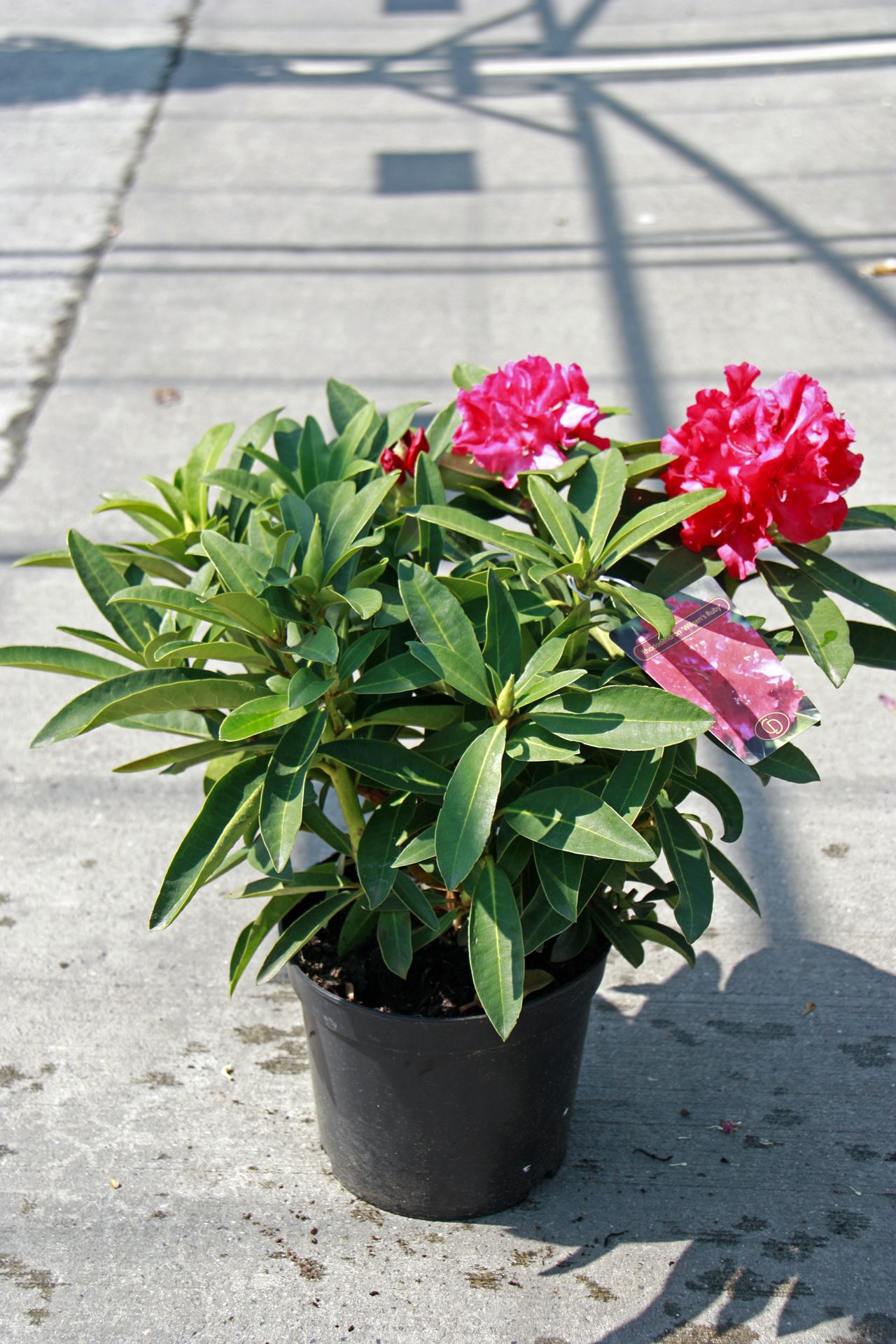 Rhododendron 'Wilgen's Ruby' - pot - 40-50 cm