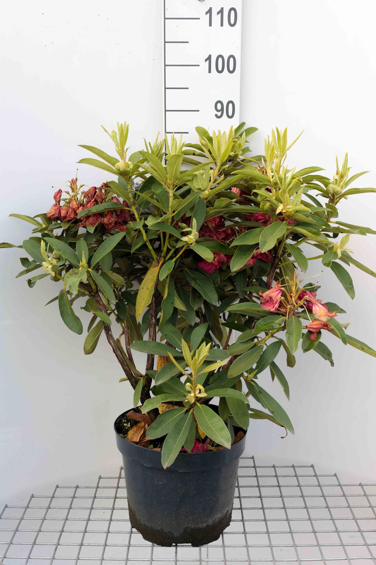 Rhododendron'Wilgen's Ruby'- pot 10L - 60-80 cm afbeelding