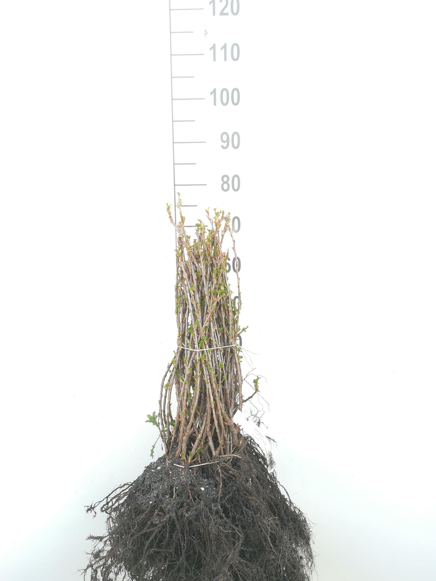 Ribes alpinum - blote wortel - 30-50 cm afbeelding