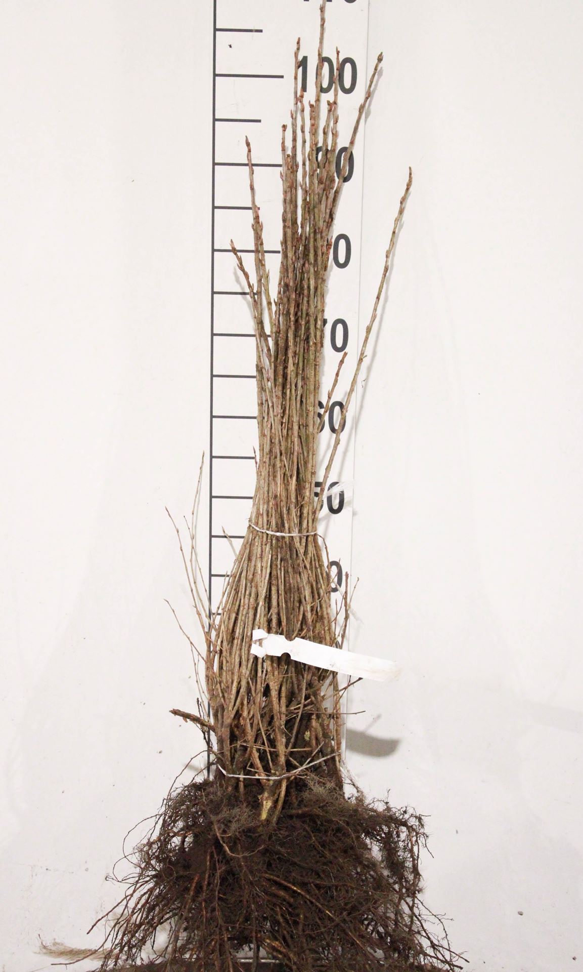 Ribes alpinum - blote wortel - 60-80 cm - 7-9 takken afbeelding