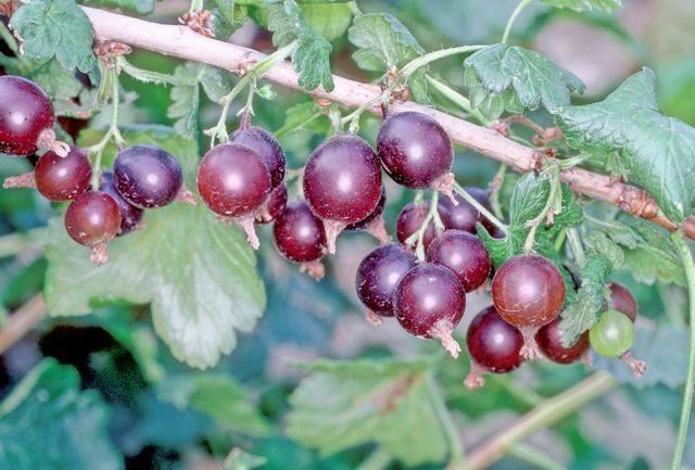 Ribes'Josta'(Jostaberry) - pot - struik - afbeelding