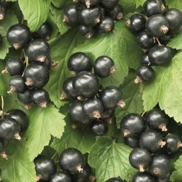 Ribes nigrum'Ben Nevis'- pot - struik - Zwarte bes afbeelding