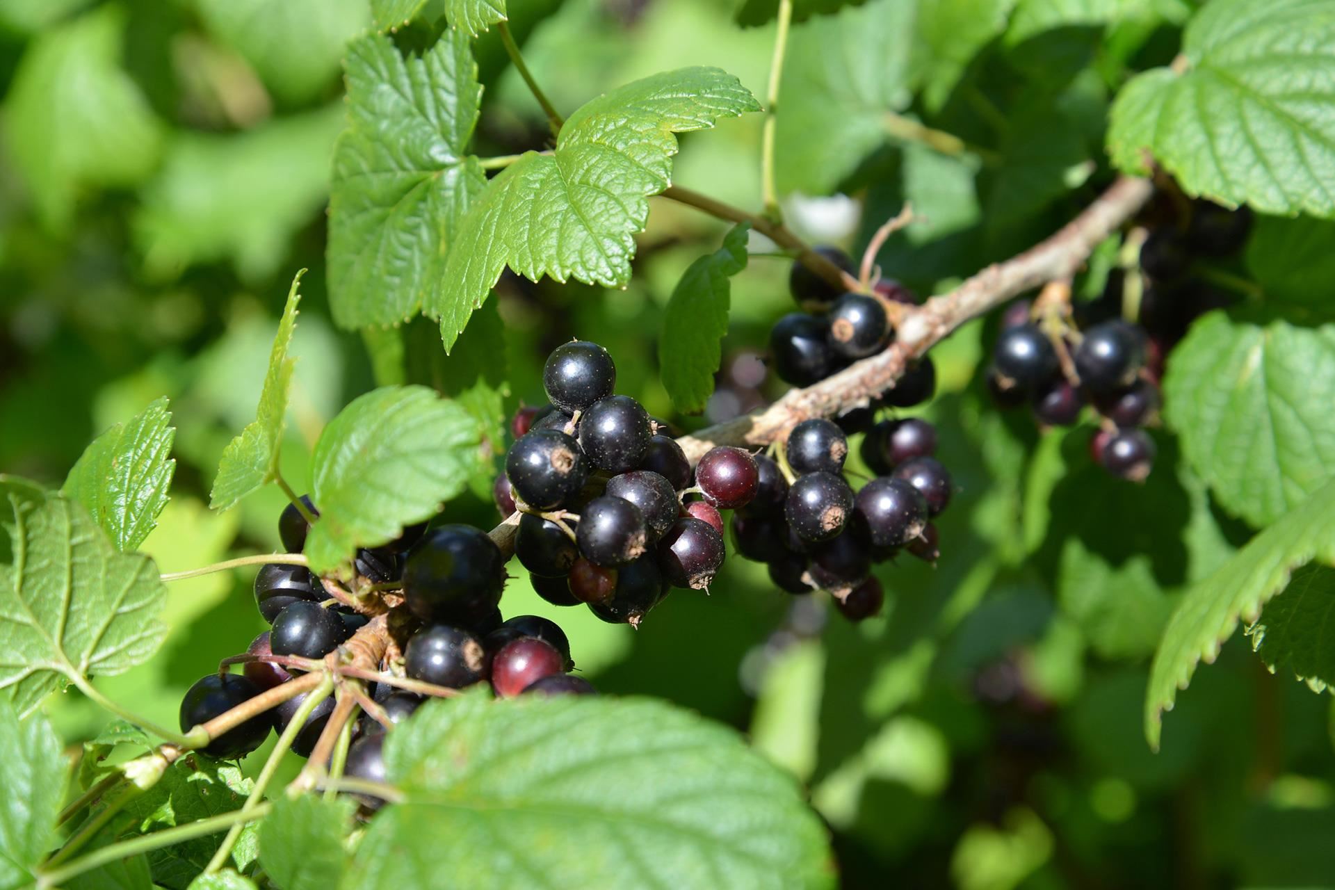 Ribes nigrum - blote wortel - struik - Zwarte bes afbeelding