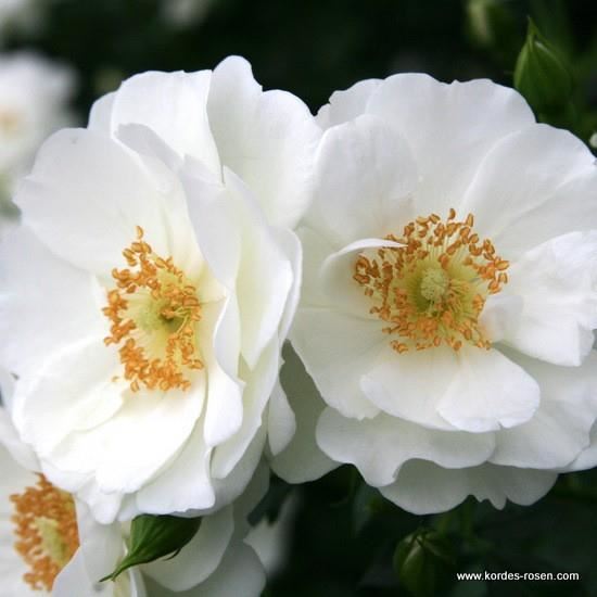Rosa'Korstarnow'(Innocencia) - blote wortel afbeelding