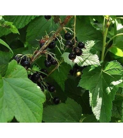 Ribes nigrum 'Titania' - pot - struik -