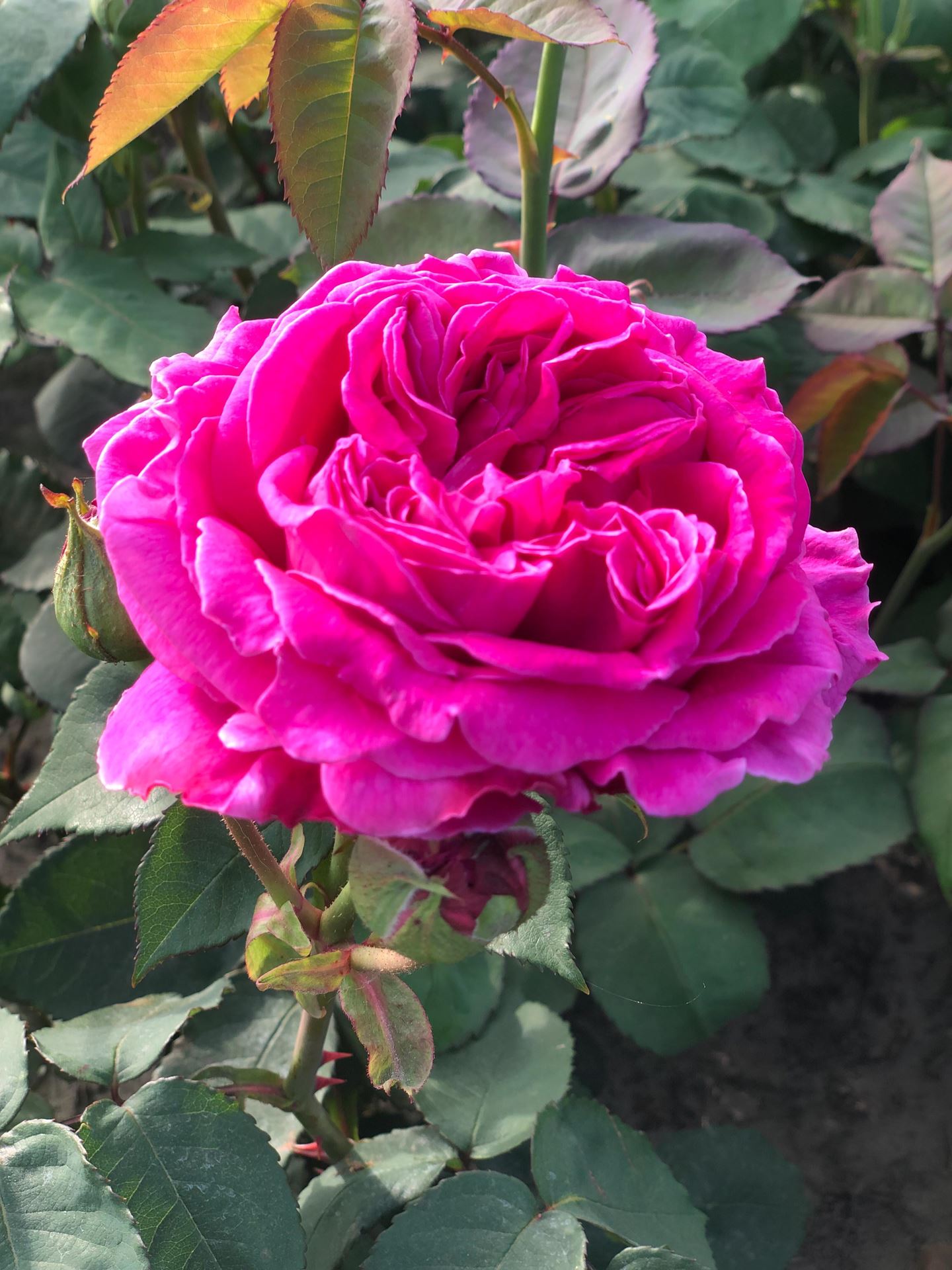 Rosa'Mme Isaac Pereire'- pot - klimroos afbeelding