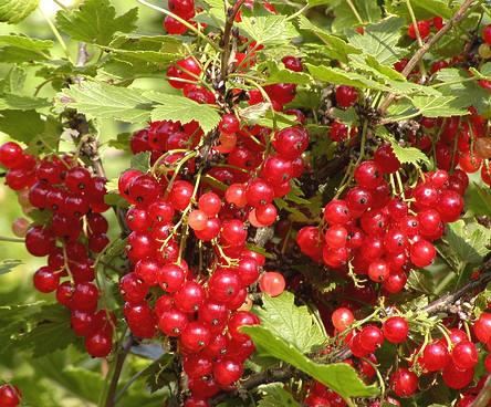 Ribes rubrum'Jonkheer van Tets'- blote wortel - struik - Schietwilg / Gewone wilg / Witte wilg afbeelding