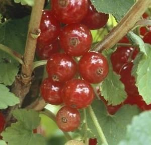 Ribes rubrum'Jonkheer van Tets'- pot 12L - 100-125 cm afbeelding