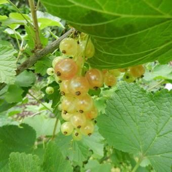 Ribes rubrum - wit - blote wortel - struik - Aalbes / Bes, Witte / Witte bes afbeelding