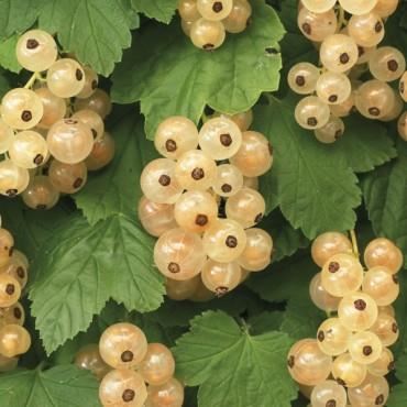 Ribes rubrum'Witte Parel'- pot - struik - afbeelding