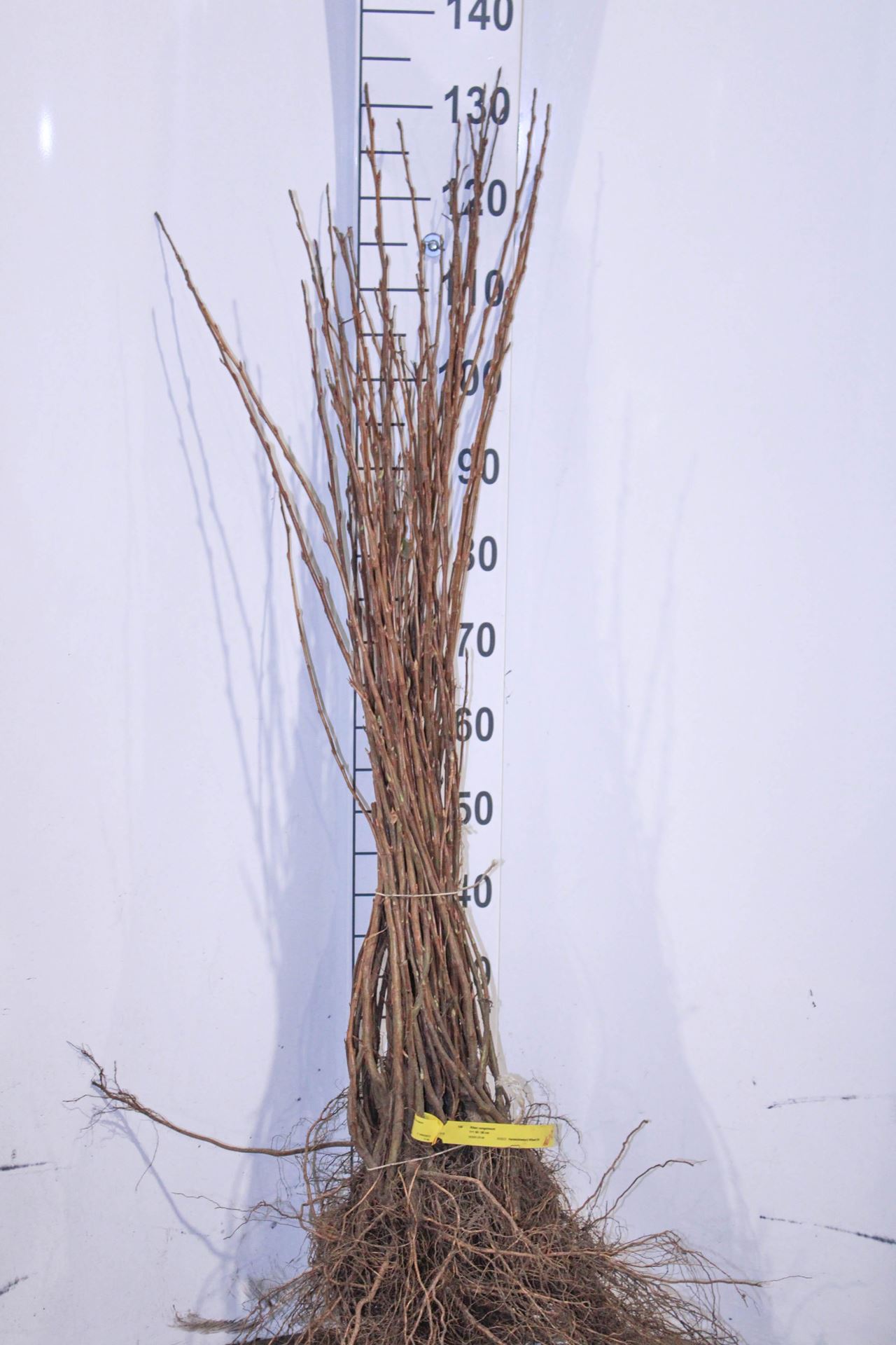 Ribes sanguineum - blote wortel - 50-80 cm afbeelding