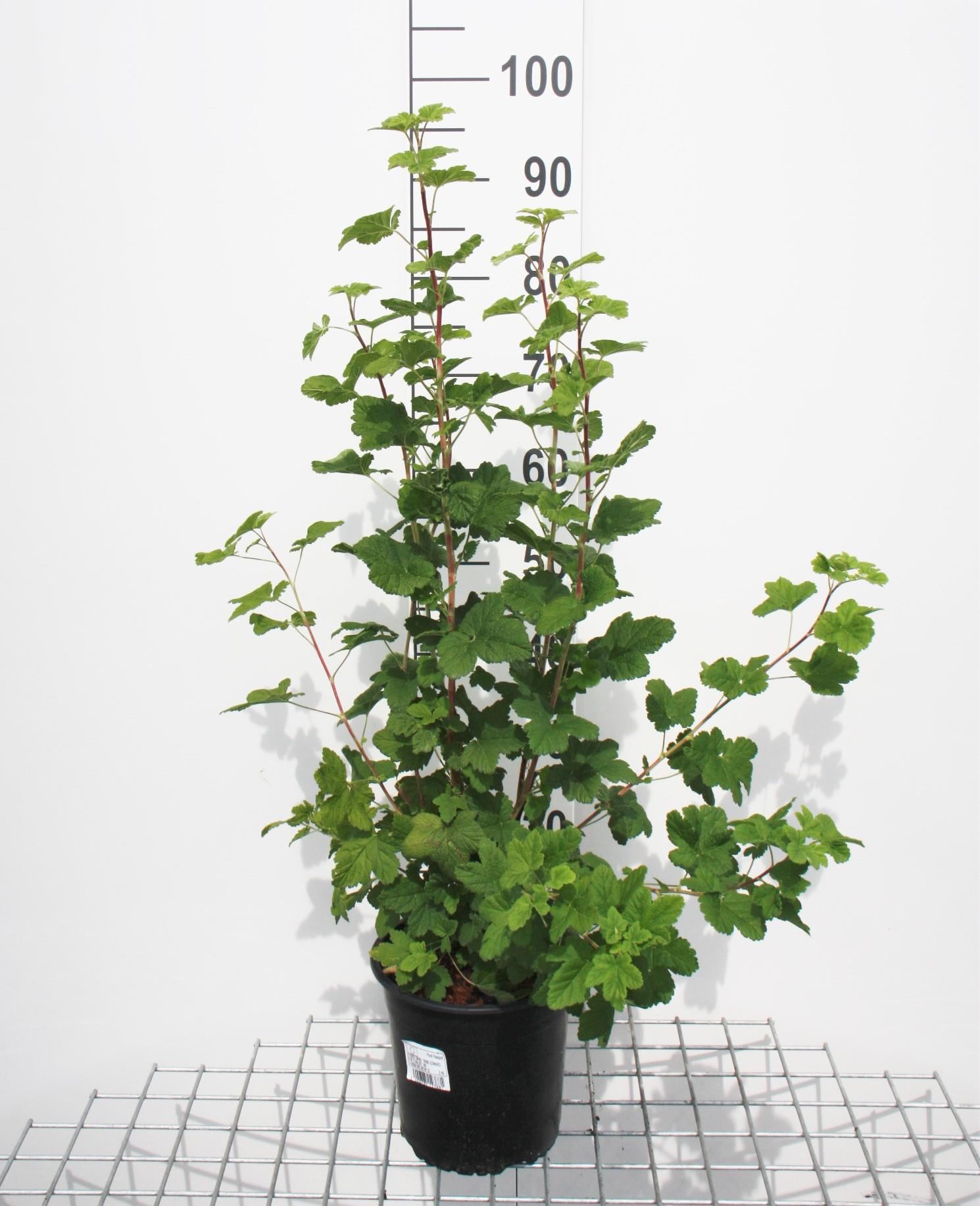 Ribes sanguineum'King Edward VII'- pot - 50-60 cm afbeelding