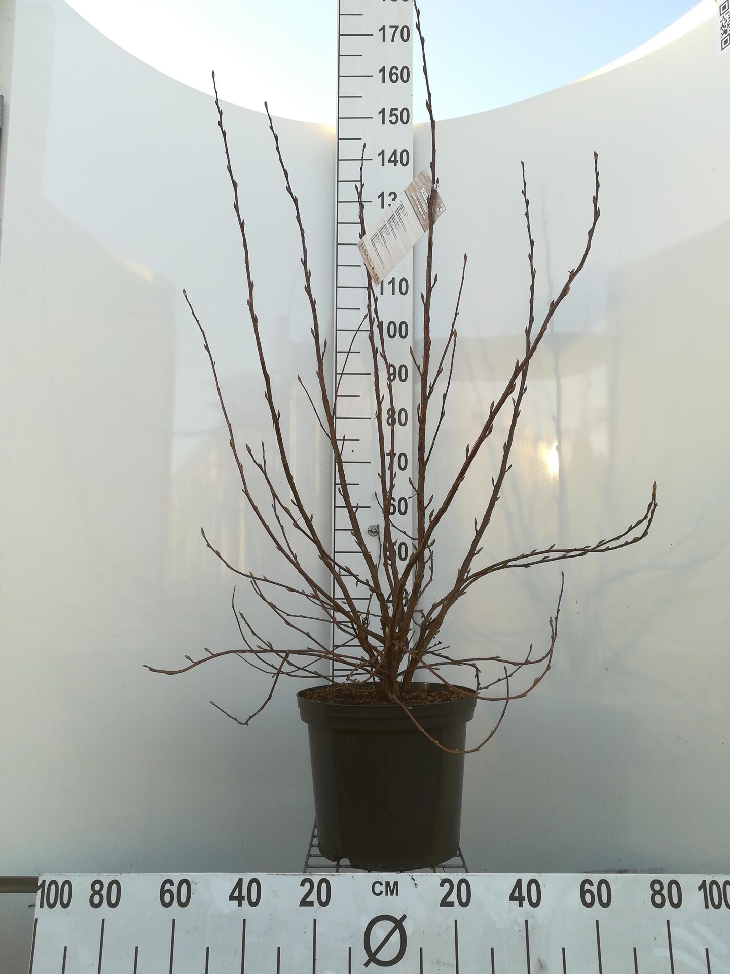 Ribes sanguineum'King Edward VII'- pot 12L - 100-125 cm afbeelding
