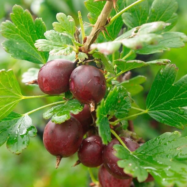 Ribes uva-crispa'Captivator'- pot - struik afbeelding