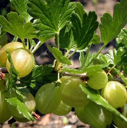 Ribes uva-crispa'Hankkijas Delikatess'(Hinnonmäki Grön) - pot - struik - Rode stekelbes afbeelding