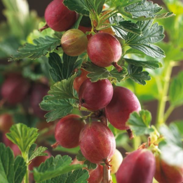 Ribes uva-crispa'Hinnonmäen Punainen'(Hinnonmäki Röd) - pot - struik - afbeelding