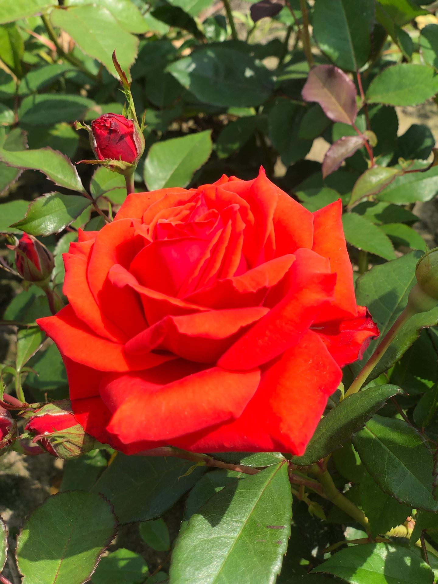 Rosa'Kanegem'- blote wortel afbeelding