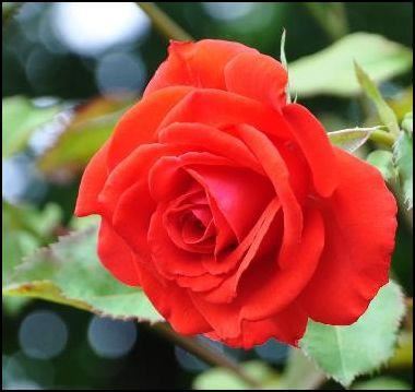Rosa'Kanegem'- pot afbeelding