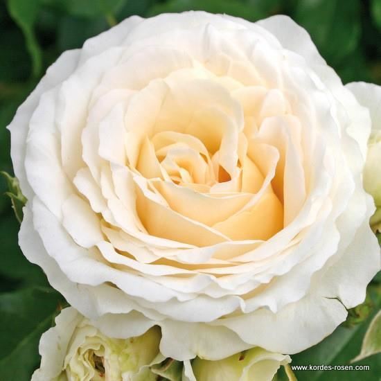 Rosa'Korpriggos'(Kosmos Fairy Tail, Kosmos) - blote wortel afbeelding