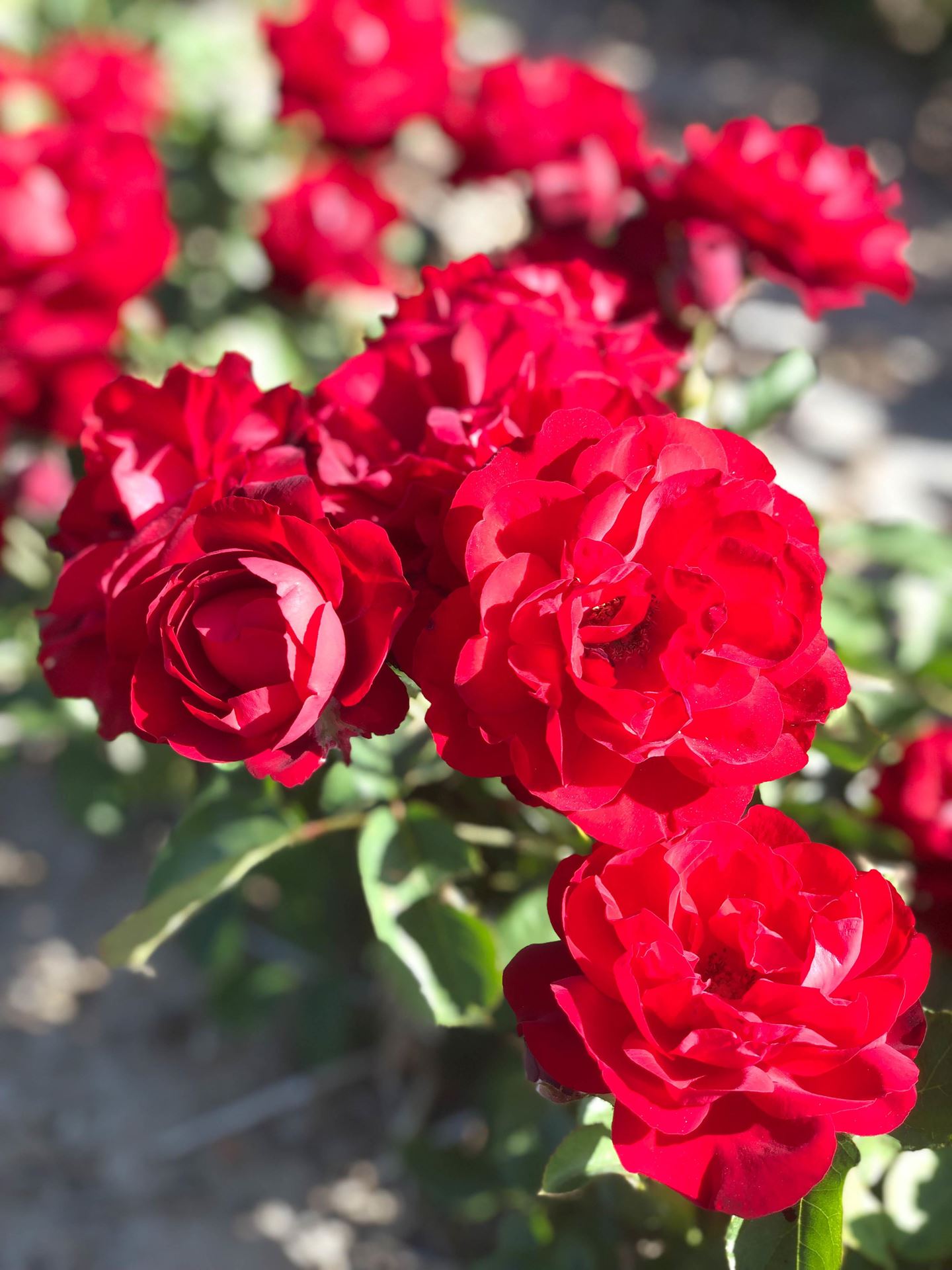 Rosa'Korlima'(Lilli Marlene) - blote wortel afbeelding