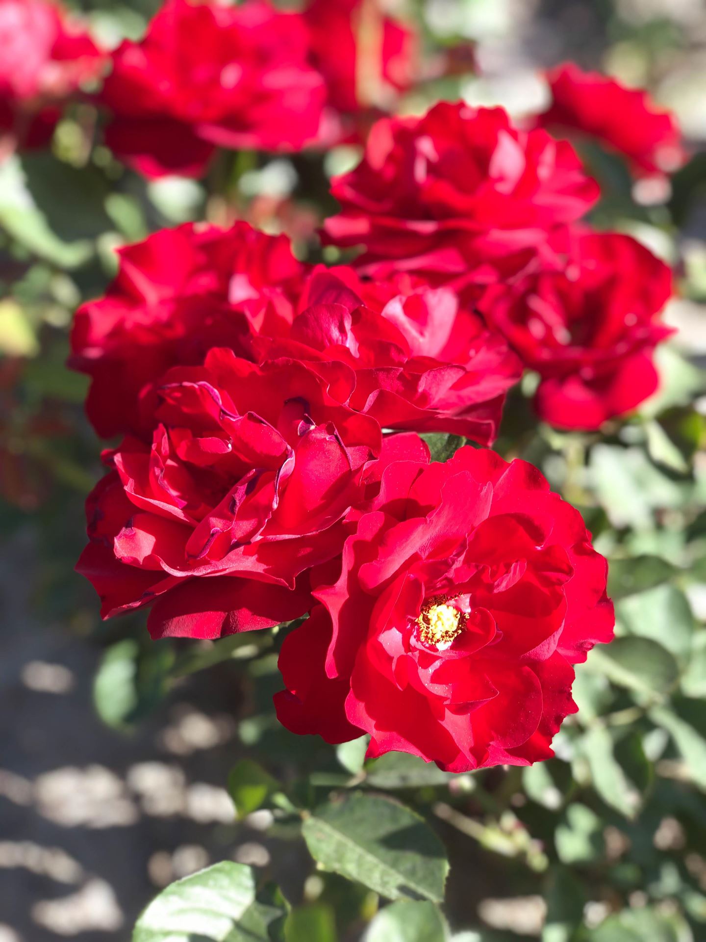 Rosa'Korlima'(Lilli Marlene) - pot - Sneeuwspirea afbeelding