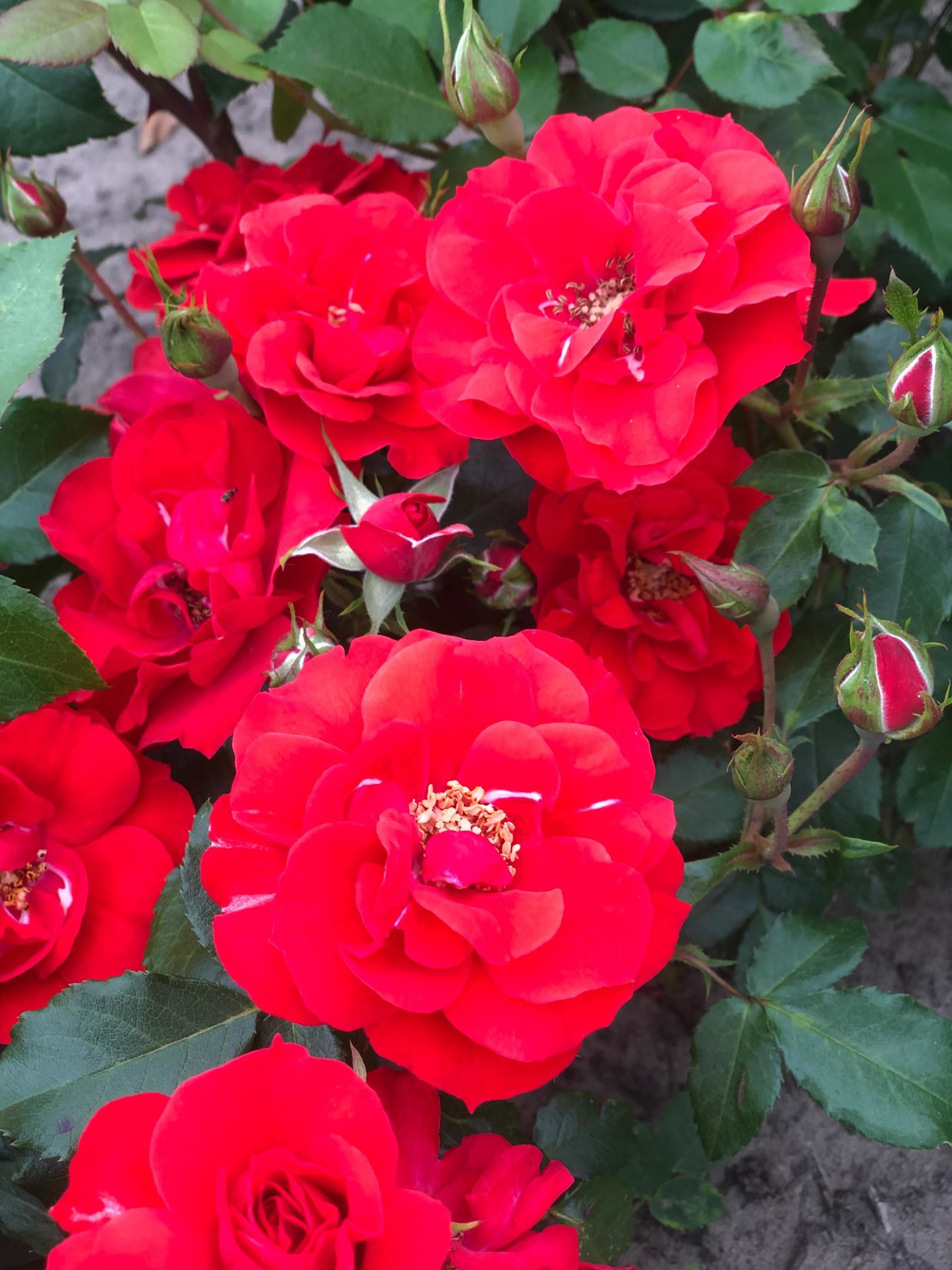 Rosa'Meigekanu'(La Sevillana) - blote wortel afbeelding