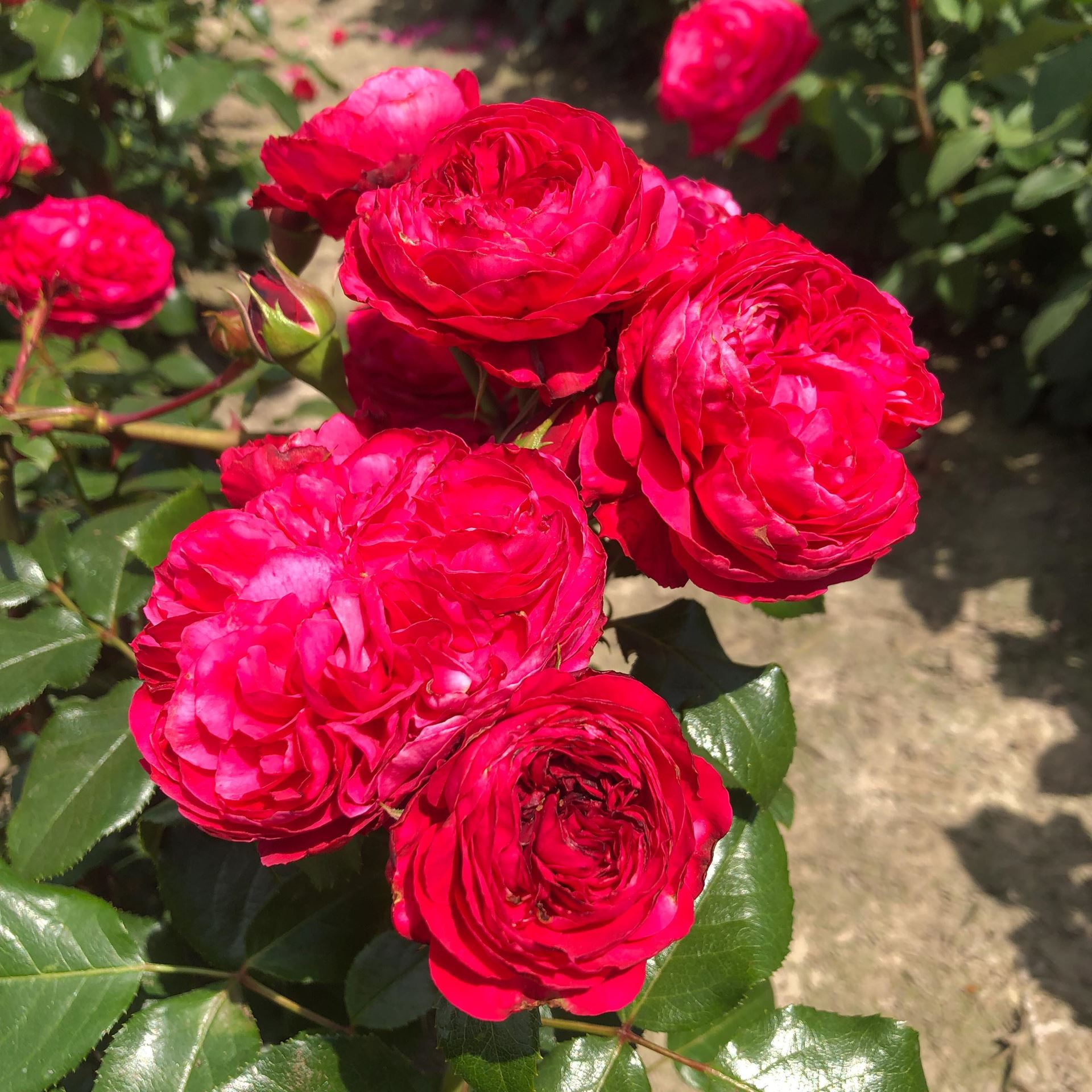 Rosa'Meideauri'(Leonardo da Vinci) - pot afbeelding