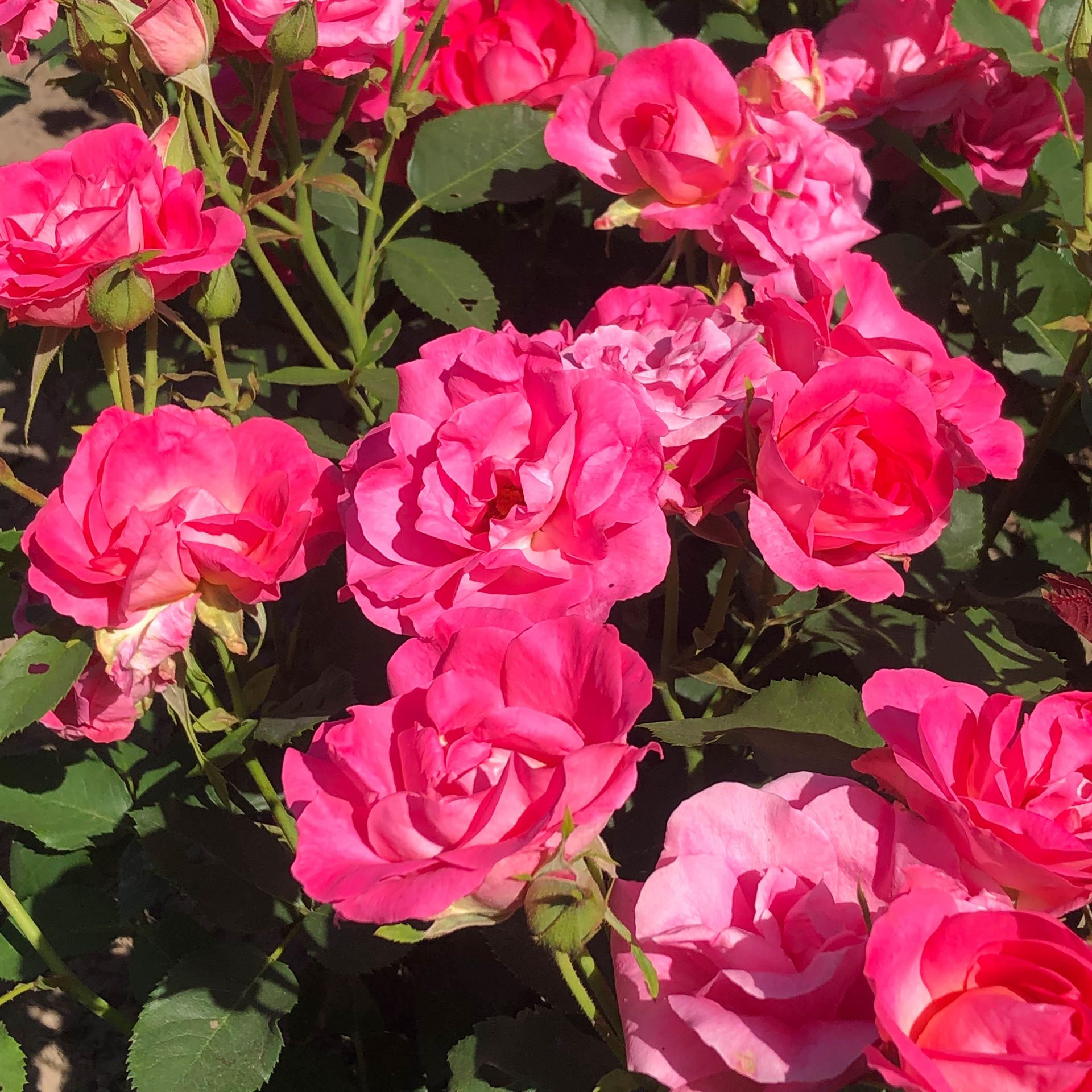 Rosa'Melrose'- blote wortel afbeelding