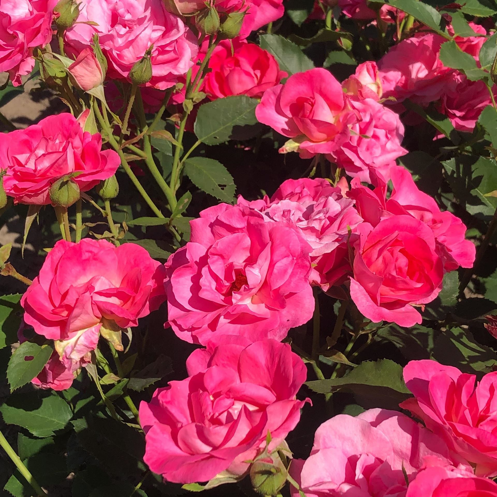 Rosa'Melrose'- pot afbeelding